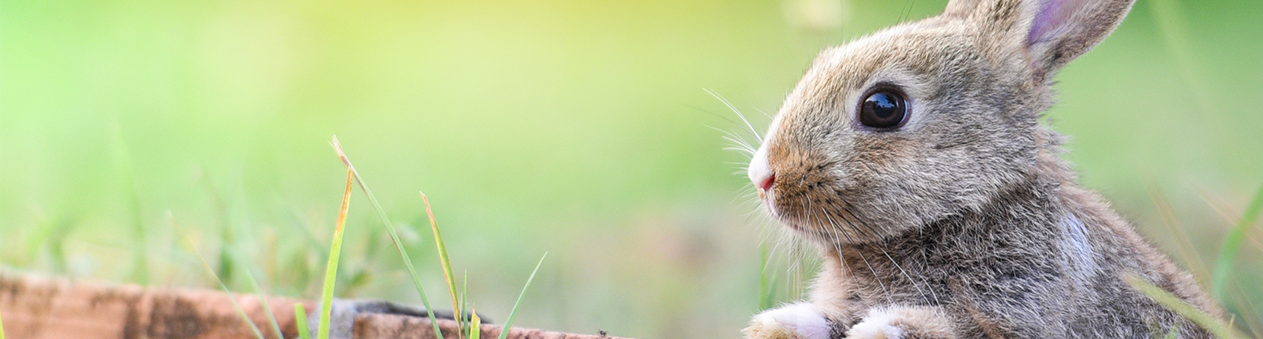 Lapin sur mur de briques