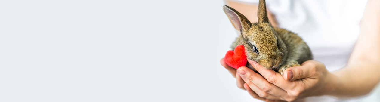 Lapin dans les mains